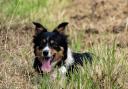 Hip dysplasia is commonly seen in Border Collies and many other breeds of dog