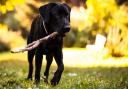 Throwing sticks for your dog might seem like a good idea, but it can cause problems