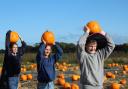 Southwold Pumpkin Patch at Old Hall Farm, Reydon