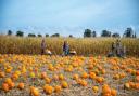 Undley Farm has once again been named as one of the UK's best pumpkin patches.