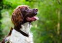 Abscesses are quite common in Springer Spaniels