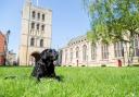 Bury St Edmunds has made the shortlist of the National DogFriendly Awards 2024 in the UK's most dog friendly town category.