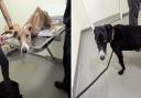 Two skinny dogs found dumped roadside in Essex