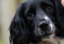 Puffin the spaniel has died after a six week long search