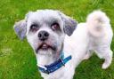 Sweep the Lhasa Apso is looking for his forever home in Suffolk