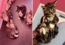 The cats were found abandoned in a car park in Stowmarket