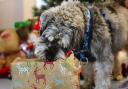 Blue Cross rehoming centre in Wherstead is hosting a Christmas fair for pets