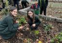 Crocus planting at St Benedict's School