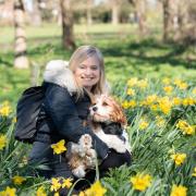 Amanda Coxhead with her puppy Bonnie amongst the daffodils in Christchurch Park.  Picture: Sarah Lucy Brown