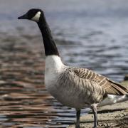 A Canada goose was stolen from Chantry Park in Ipswich