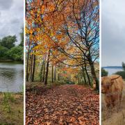 Here are seven cool and shady walks in Suffolk