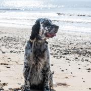 Walberswick, pictured, is one of Suffolk's most dog-friendly beaches - find out where else has made the cut