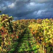 Vines at Dedham Vale Vinyard, one of Suffolk's many wine producers