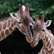 Feed giraffes and have afternoon tea at unique Valentine's experience