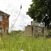 Uncut verges are vital for insect life.