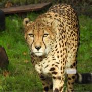 Duma the cheetah has arrived at Africa Alive