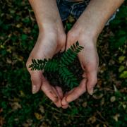 Planting trees