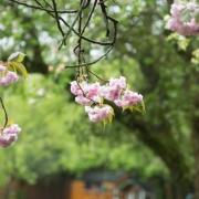 Blossoms at the Forge