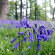 Here are some of the best places to see bluebells in Suffolk
