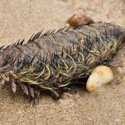 A rare animal was spotted on a Suffolk beach this weekend.