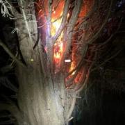 Firefighters tackled a flaming tree last night after reports of it being on fire.