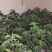 Two men were arrested after a well established cannabis farm was found near a Suffolk town