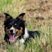 Hip dysplasia is commonly seen in Border Collies and many other breeds of dog