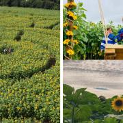 Three sunflower patches you really should visit this summer