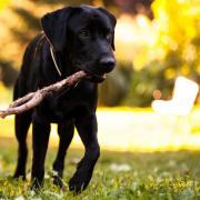 Throwing sticks for your dog might seem like a good idea, but it can cause problems