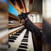 The calendar features a Scottish terrier trying to play the organ