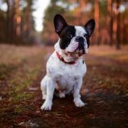 French bull dogs are one of the breeds that can suffer from BOAS