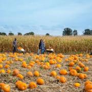 Undley Farm has once again been named as one of the UK's best pumpkin patches.