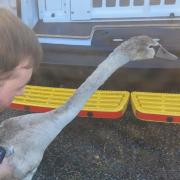 Police rescued a swan from a 60mph road