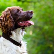 Abscesses are quite common in Springer Spaniels