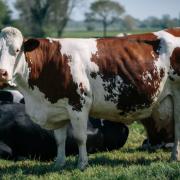 Two of Suffolk's farm shops named among the best in Britain