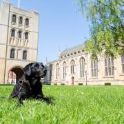 Bury St Edmunds has made the shortlist of the National DogFriendly Awards 2024 in the UK's most dog friendly town category.