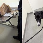 Two skinny dogs found dumped roadside in Essex