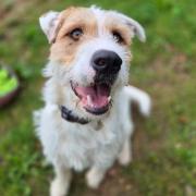 Hugo enjoys being in the company of his favourite humans getting lots of love and attention