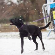 Brave Futures Snow Dash set for Nowton Park, Bury St Edmunds