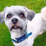 Sweep the Lhasa Apso is looking for his forever home in Suffolk