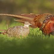 A Lakenheath field can be used to house 15,000 pheasants