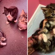 The cats were found abandoned in a car park in Stowmarket