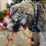 Blue Cross rehoming centre in Wherstead is hosting a Christmas fair for pets