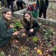 Crocus planting at St Benedict's School