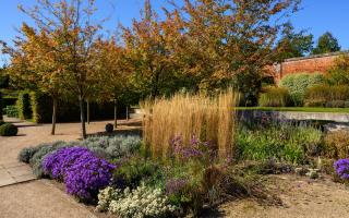 Bright colours on display in the Walled Garden at the Markshall Estate in Essex.