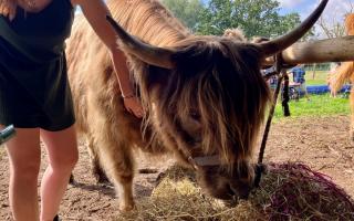 Baylham House Rare Breeds Farm has launched a Highland cow experience