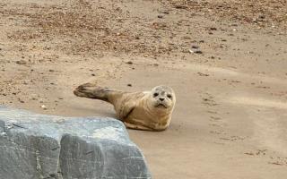 A baby seal was spotted on the Suffolk coast.