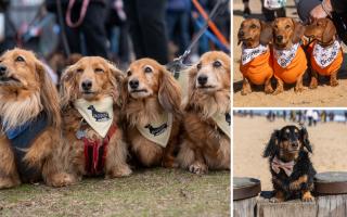 Southwold sausage dog walk sees 1000 dachshunds take to the beach