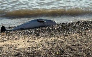 The body of a porpoise was found washed up on Monday.