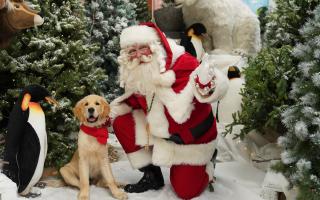 Dobbies has announced it is bringing the Santa Paws event to its Bury St Edmunds store.